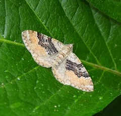 Xanthorhoe quadrifasiata