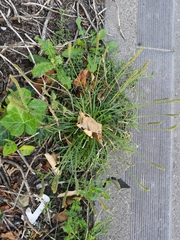 Plantago coronopus