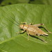 Crickets - Photo (c) Juan Cruzado Cortés, some rights reserved (CC BY-SA), uploaded by Juan Cruzado Cortés
