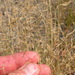Agrostis scabra - Photo (c) Matt Lavin, algunos derechos reservados (CC BY-SA)