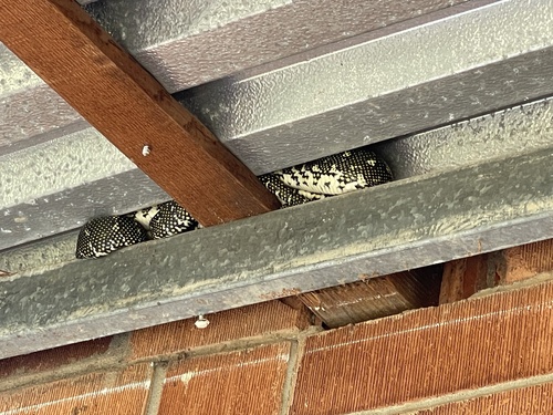 Diamond Python sighting