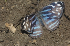 Myscelia ethusa ethusa