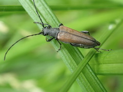 Trachysida mutabilis