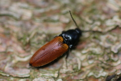 Ampedus nigroflavus