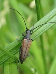 Trachysida mutabilis