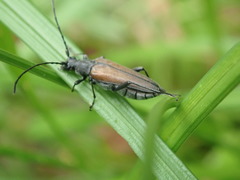 Trachysida mutabilis