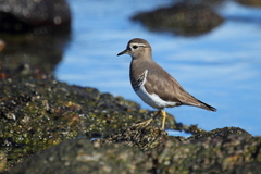 Charadrius modestus