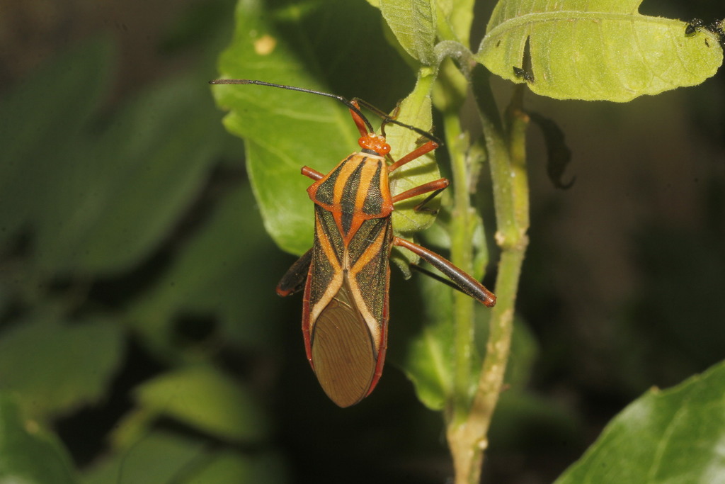 Machtima mexicana