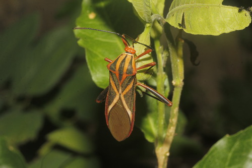 Machtima mexicana