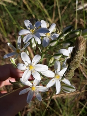 Ornithogalum pyramidale