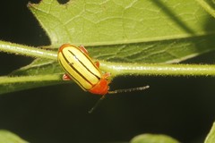 Disonycha quinquelineata