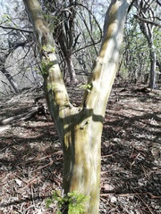 Libidibia sclerocarpa