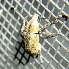 Toxonotus lividus