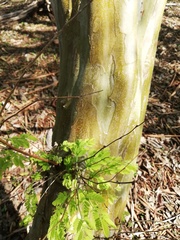 Libidibia sclerocarpa