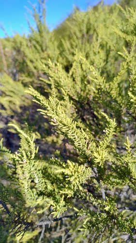 Image of Fabiana imbricata by (c) Lucia Elgueta, some rights reserved (CC BY)