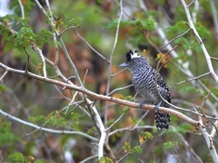 Barred Antshrike photo 6