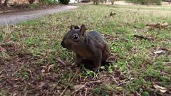 Sciurus carolinensis