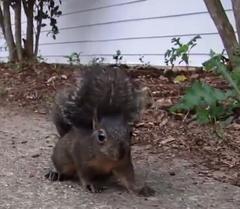 Sciurus carolinensis