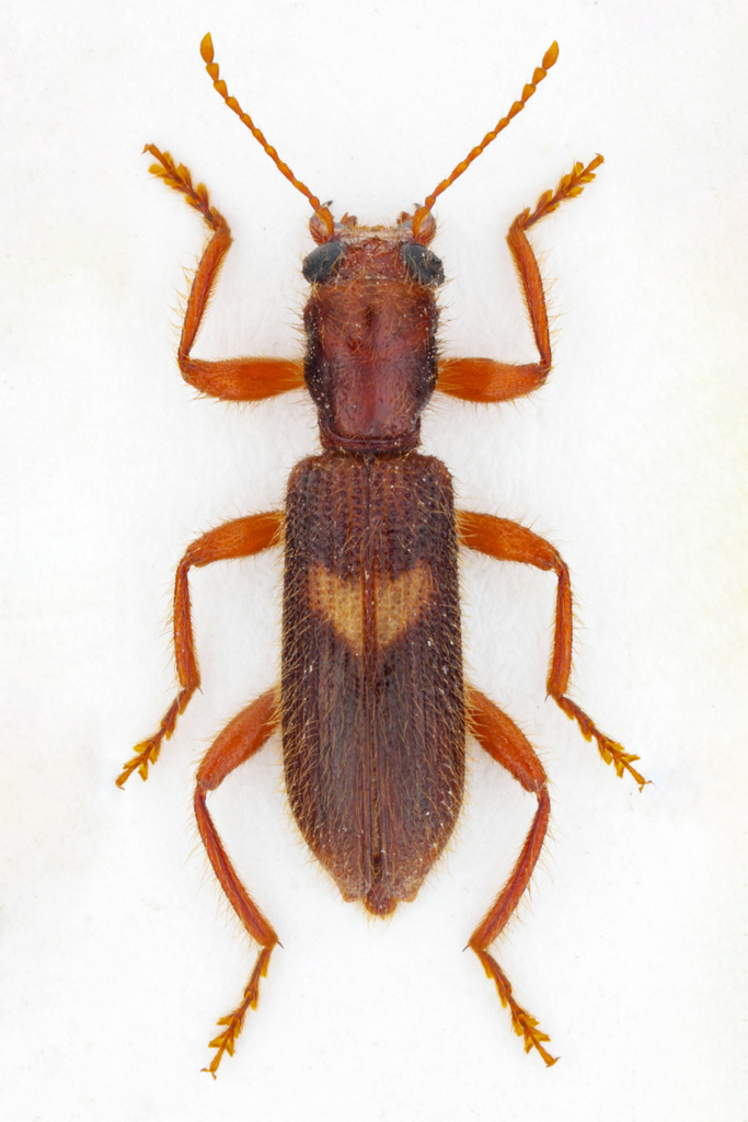 Xenorthrius prolongatus