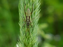 Leptopterna dolabrata