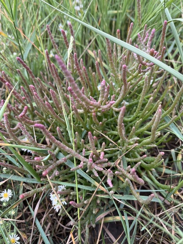 Image of Salicornia rubra by (c) Rachael Benjamin, some rights reserved (CC BY)