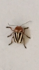 Cryptocephalus venustus