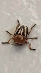 Cryptocephalus venustus