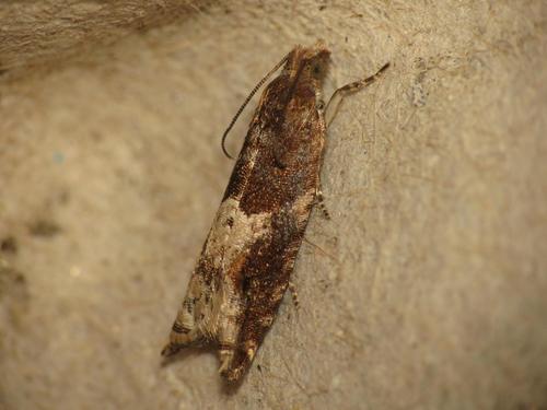 Holly Tortrix, photo 4 of 10