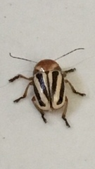 Cryptocephalus venustus