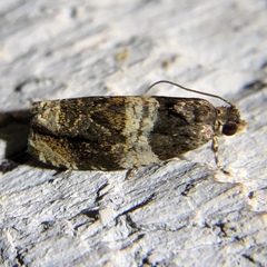 Olethreutes fasciatana
