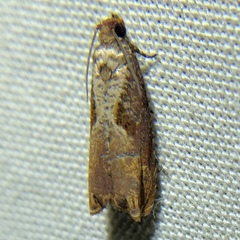 Episimus tyrius