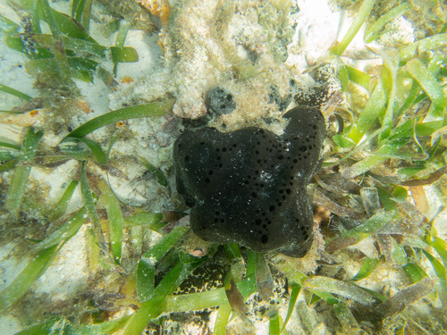 Cuban Reef Sponge