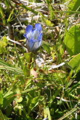 Gentiana calycosa