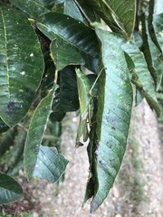 Pseudoxyops perpulchra