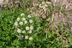 Ligusticum grayi
