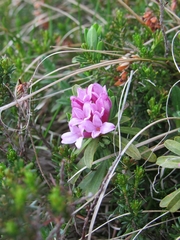 Daphne striata