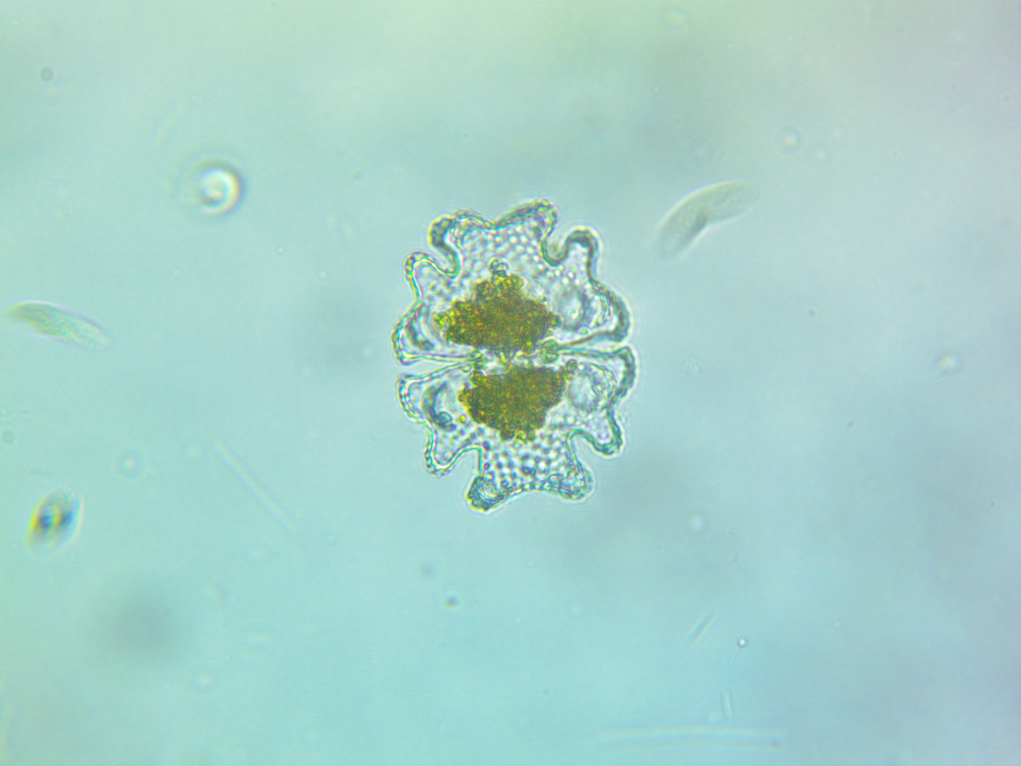 Euastrum verrucosum var. alatum