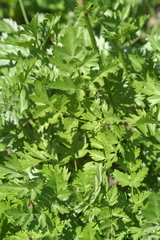 Ligusticum grayi