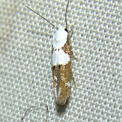 Mompha circumscriptella