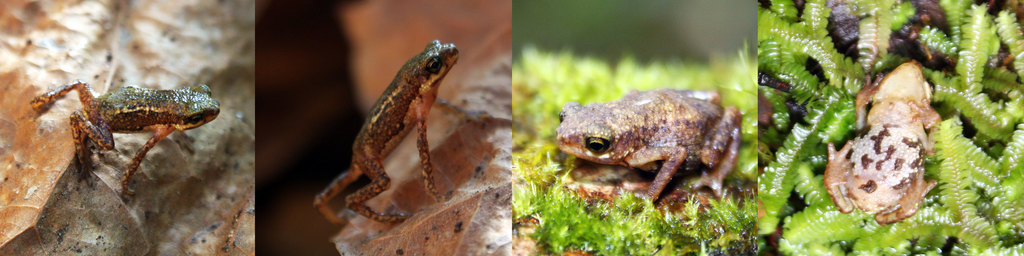Palawan Dwarf Toad