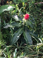 Costus comosus