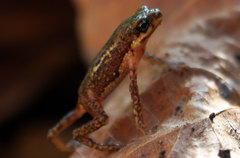 Palawan Dwarf Toad photo 2