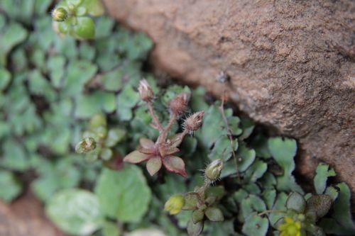 Sedum modestum 2