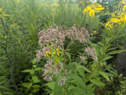 Eutrochium purpureum var. holzingeri