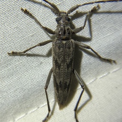 Elytrimitatrix undata