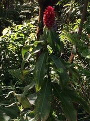 Costus comosus