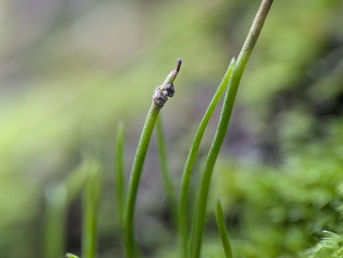 Image of Anthoceros agrestis by (c) Zihao Wang, some rights reserved (CC BY)