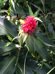 Costus comosus