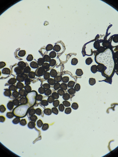 Image of Anthoceros agrestis by (c) Zihao Wang, some rights reserved (CC BY)