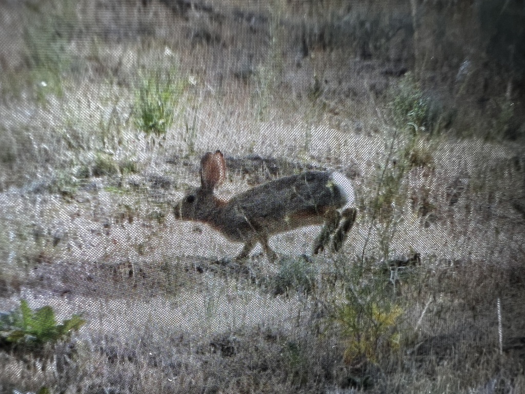 Nuttall's Cottontail